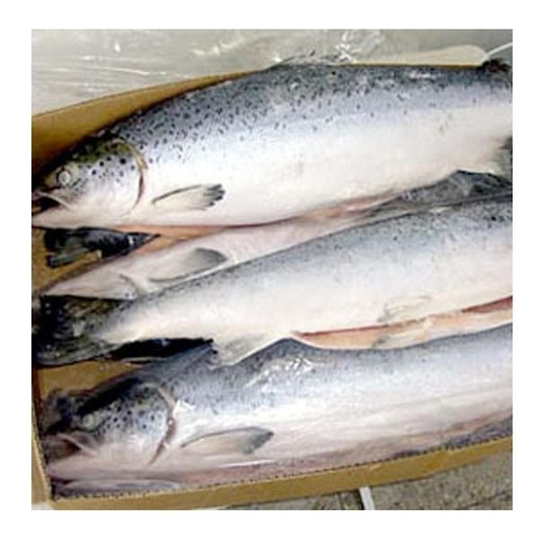Organic Atlantic Salmon Fish Frozen Fillet and Whole Fish Including Salmon Head Fresh and Preserved in Water for Sale