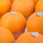 Fresh Citrus Fruits Delicious and Sweet Fresh Navel Oranges Valencia Orange for Orange Juice