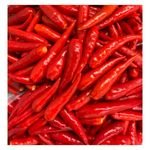 Fresh Chili Professional Team Fresh Vegetables Fresh Vegetable Spices Red Pepper Agricultural Made In Vietnamese Wholesale