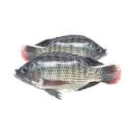 Exclusive Sale on Best Quality Wholesale Frozen Tilapia Fish for Universal Buyers +27739729209