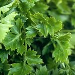 Organic Vegetables New Fresh Celery