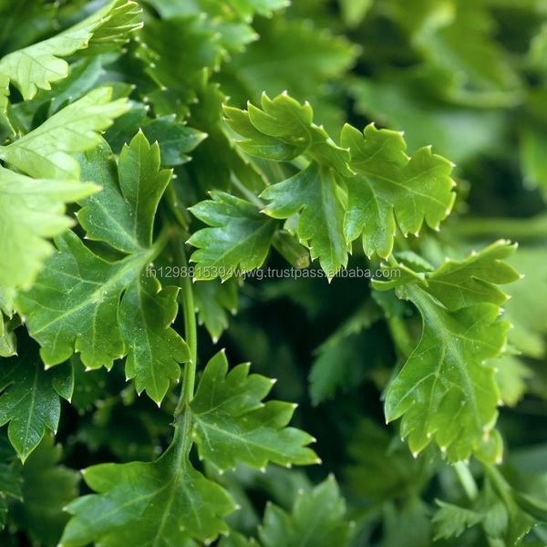 Organic Vegetables New Fresh Celery